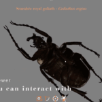 Arthropodsの利用画像